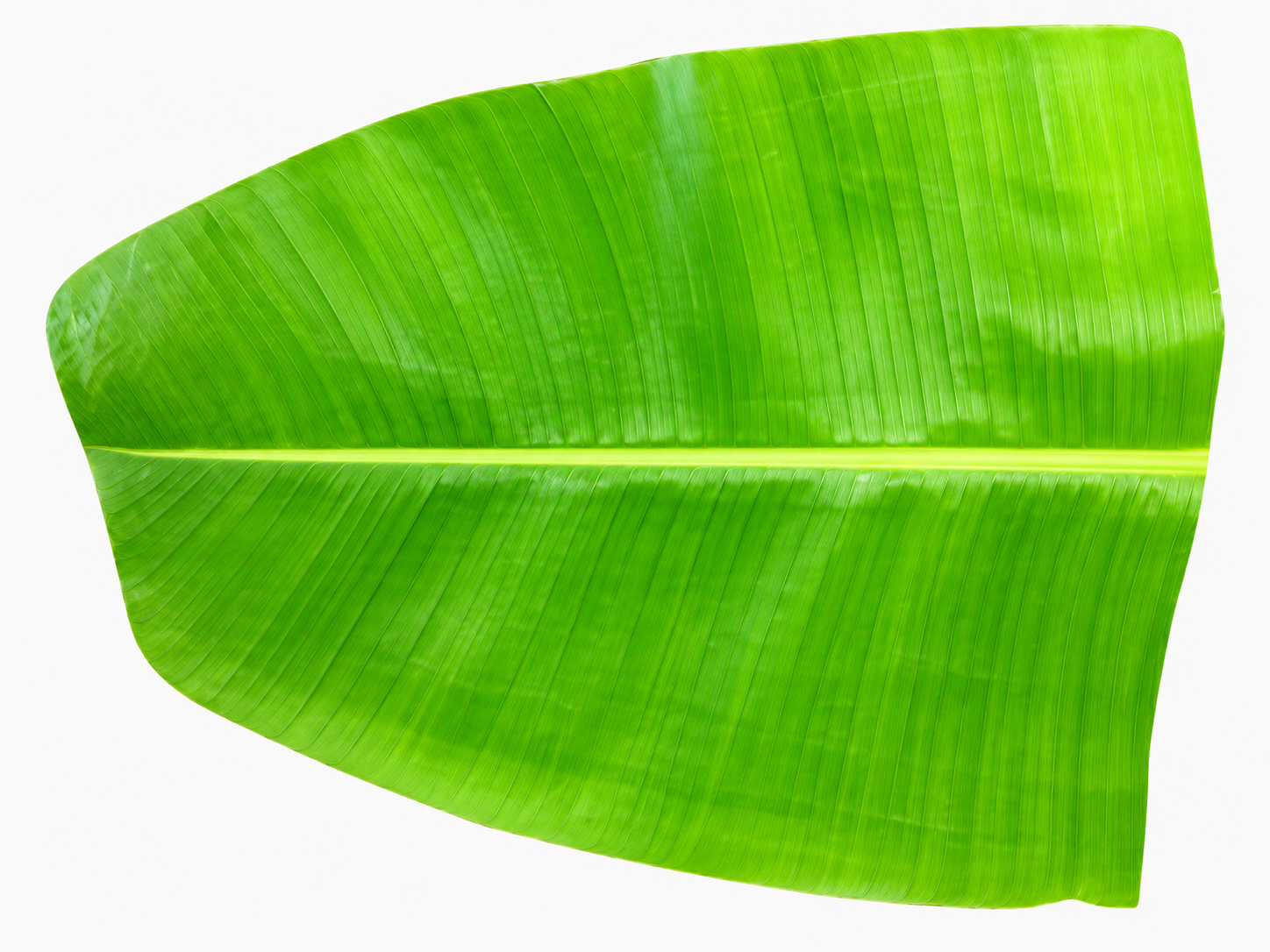vala ilai banana leaf image high quality